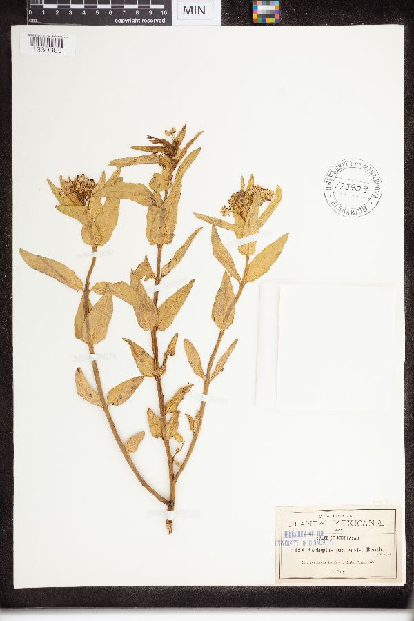 Asclepias pratensis image