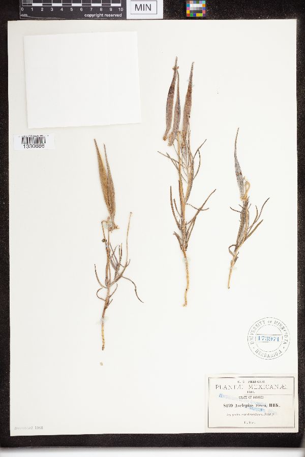 Asclepias rosea image