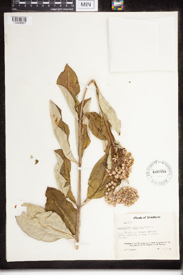 Asclepias similis image