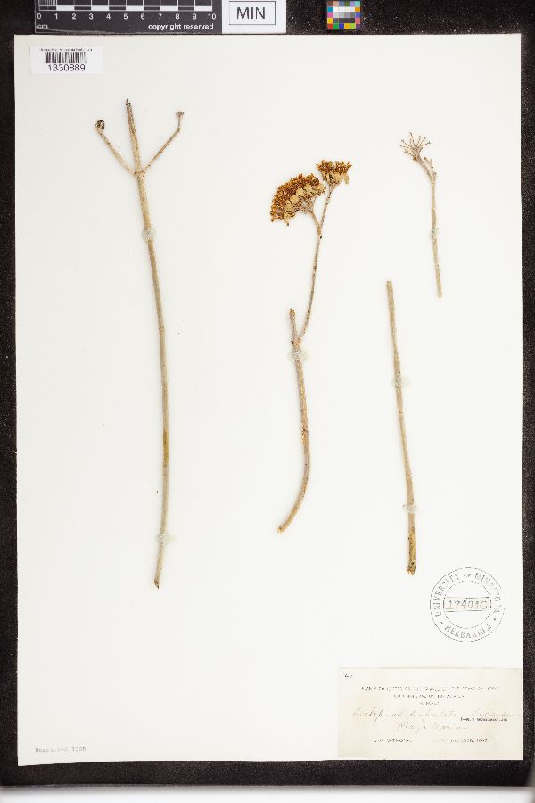 Asclepias subulata image