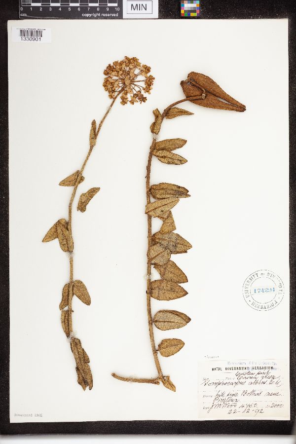 Asclepias albens image