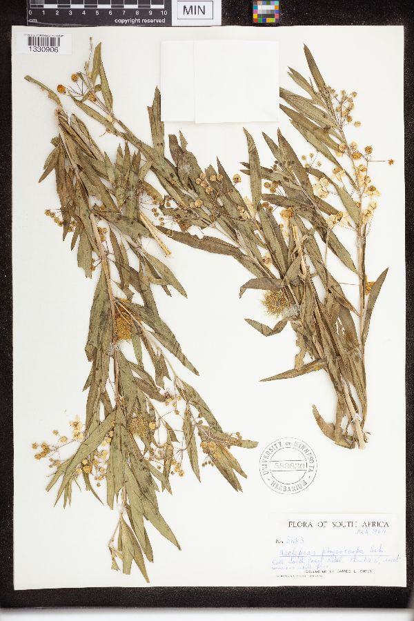 Asclepias physocarpa image