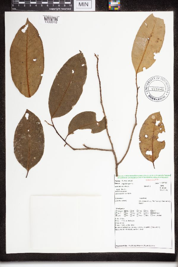 Aspidosperma excelsum image