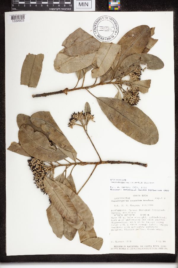 Aspidosperma cruentum image