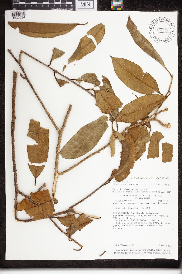 Aspidosperma megalocarpon image