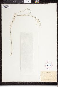 Astephanus utahensis image