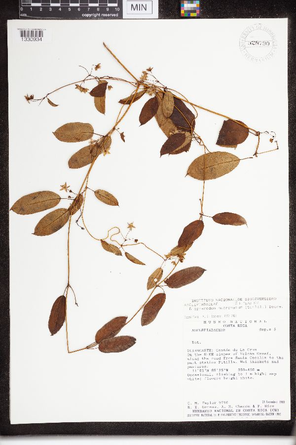 Blepharodon mucronatum image