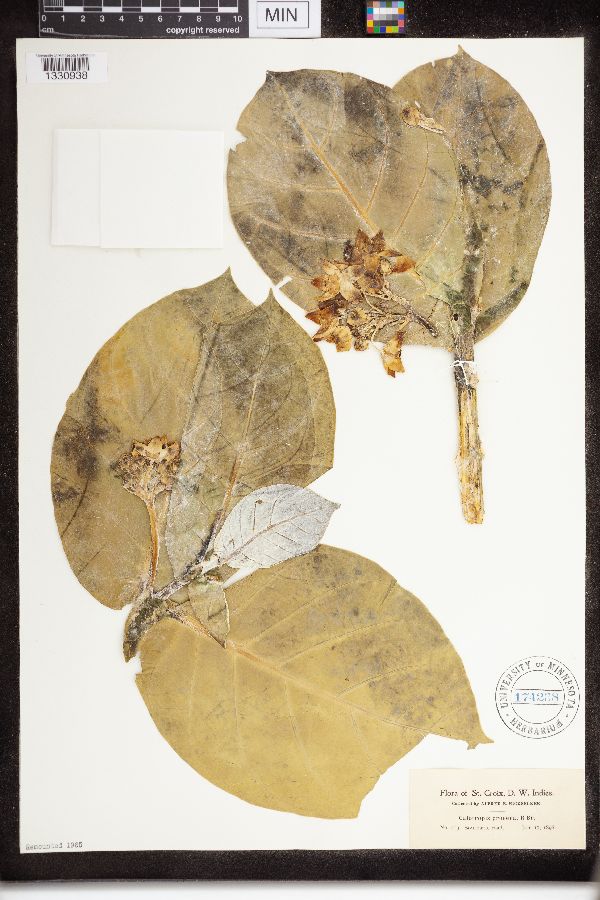 Calotropis procera image