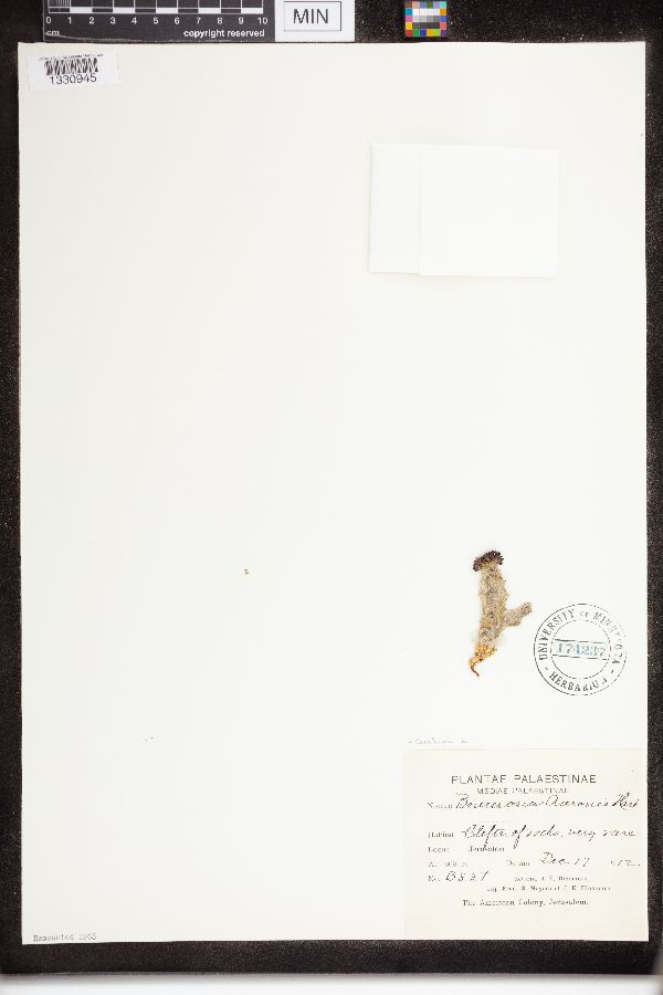 Caralluma aaronis image