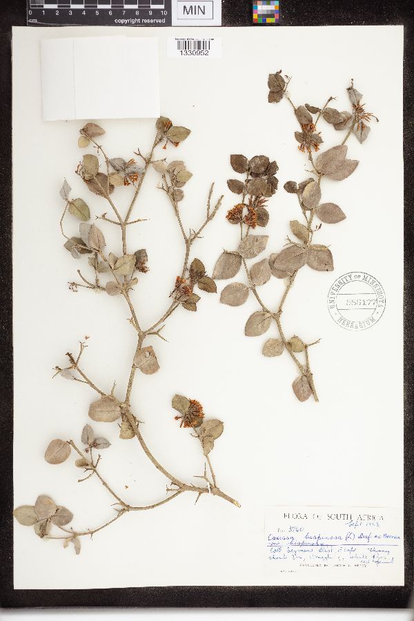 Carissa bispinosa image