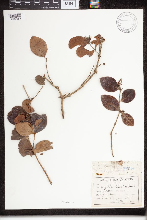 Carissa carandas image