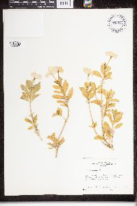 Catharanthus roseus image