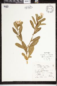 Catharanthus roseus image