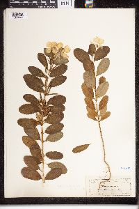 Catharanthus roseus image