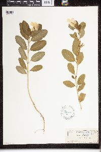 Catharanthus roseus image