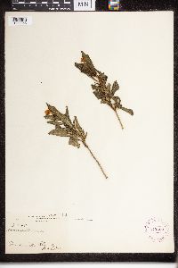 Catharanthus roseus image