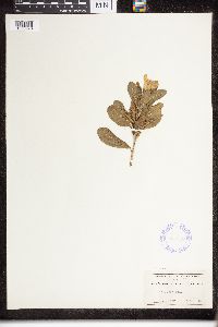 Catharanthus roseus image