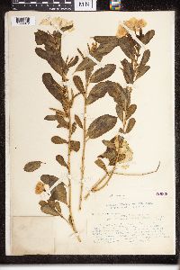 Catharanthus roseus image