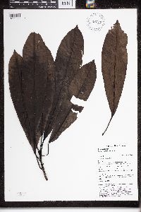 Cerbera floribunda image