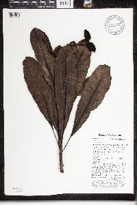 Cerbera floribunda image