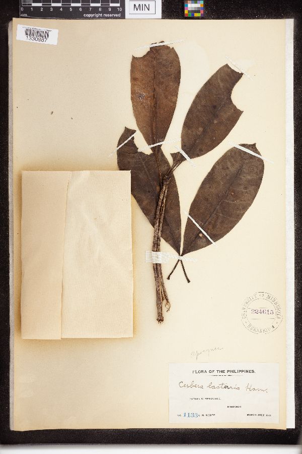 Cerbera lactaria image