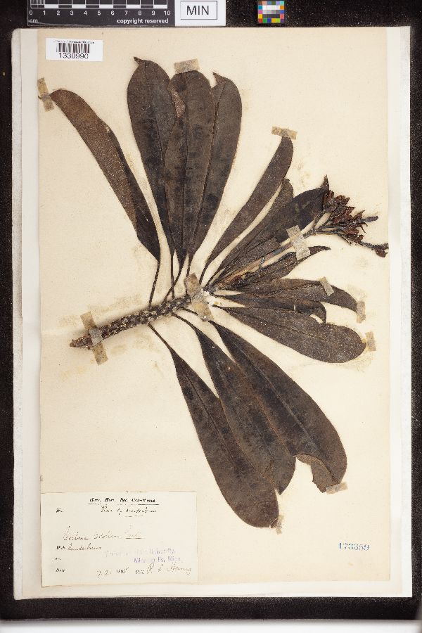 Cerbera odollam image