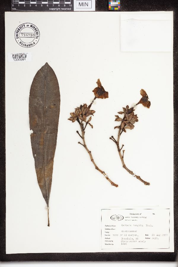 Cerbera tanghin image