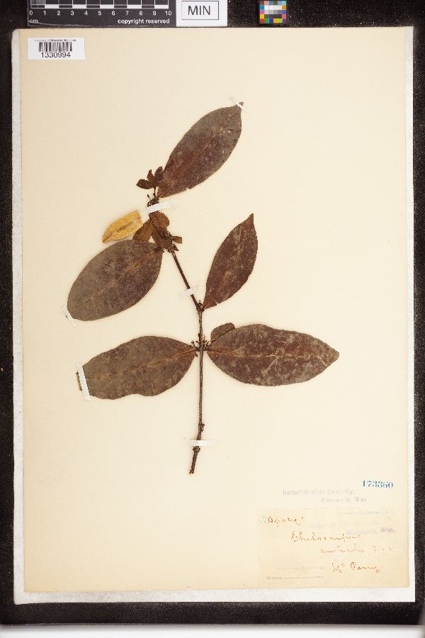 Chilocarpus australis image