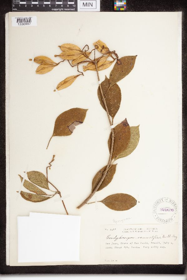 Condylocarpon rauwolfiae image