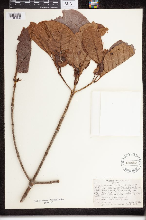 Couma macrocarpa image