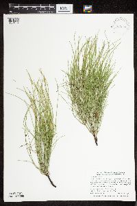 Thumbnail image of current specimen