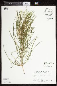 Thumbnail image of current specimen