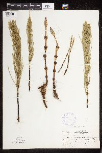 Thumbnail image of current specimen