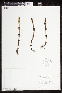 Thumbnail image of current specimen