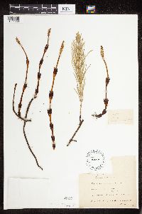 Thumbnail image of current specimen