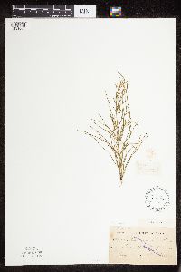 Thumbnail image of current specimen