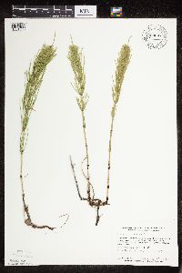 thumbnail image of current specimen