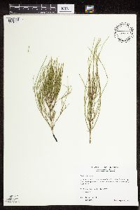 Equisetum fluviatile image