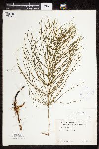 Thumbnail image of current specimen