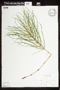 Thumbnail image of current specimen