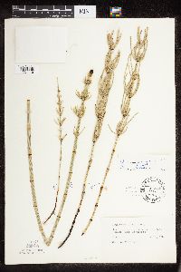 Equisetum fluviatile image