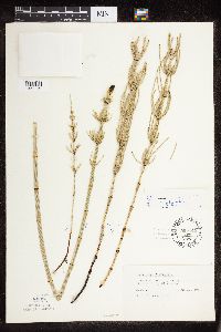 Equisetum palustre image