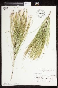 Thumbnail image of current specimen