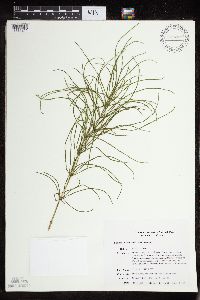 thumbnail image of current specimen