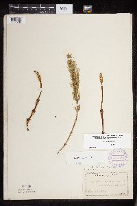 thumbnail image of current specimen