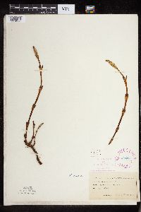 thumbnail image of current specimen