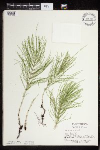 Thumbnail image of current specimen