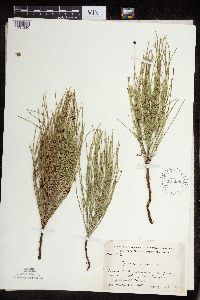 Thumbnail image of current specimen