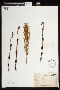 Thumbnail image of current specimen