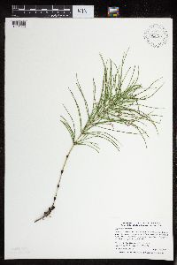 Thumbnail image of current specimen